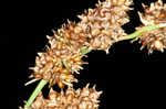 Cypressknee sedge